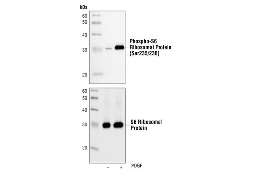 Western blot analysis of extracts from NIH/3T3 cells, untreated or PDGF-treated (100 ng/ml, 20 min), using Phospho-S6 Ribosomal Protein (Ser235/236) (2F9) Rabbit mAb (upper) or S6 Ribosomal Protein (5G10) Rabbit mAb #2217 (lower).