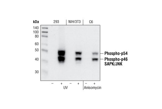 Western blot analysis of extracts from 293 cells, untreated or UV-treated, NIH/3T3 cells, untreated or UV-treated and C6 cells, untreated or anisomycin-treated, using Phospho-SAPK/JNK (Thr183/Tyr185) (81E11) Rabbit mAb.