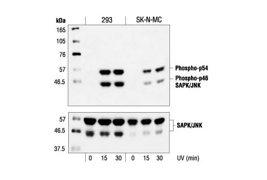 Western blot analysis of extracts from 293 or SK-N-MC cells treated with UV (40 mJ/cm2), using Phospho-SAPK/JNK (Thr183/Tyr185) Antibody (upper) or SAPK/JNK Antibody (lower).