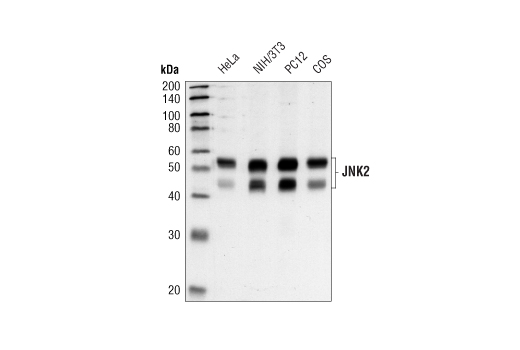 Western blot analysis of extracts from HeLa, NIH/3T3, PC12 and COS cells, using JNK2 (56G8) Rabbit mAb.
