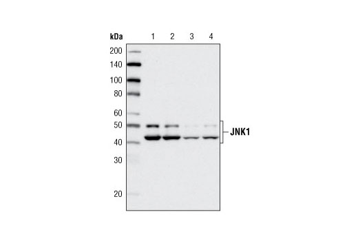 Western blot analysis of HeLa cell extracts, untransfected (lane 1), mock-transfected (lane 2) or transfected with SignalSilence ® SAPK/JNK siRNA I #6232 (lane 3) or SignalSilence ® SAPK/JNK siRNA II #6233 (lane 4) for 72 hours, using JNK1 (2C6) Mouse mAb.