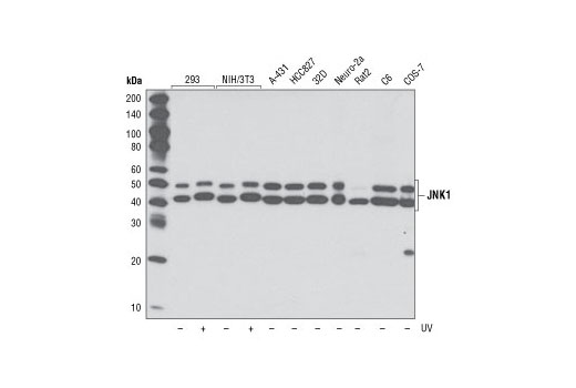 Western blot analysis of extracts from indicated cell lines, untreated or UV-treated (40 J/m 2 , 30 min recovery), using JNK1 (2C6) Mouse mAb.