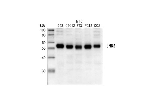Western blot analysis of extracts from 293, C2C12, NIH/3T3, PC12, and COS cells, using JNK2 Antibody.
