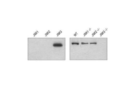 Western blot analysis of recombinant His-tagged JNK kinases (left), or brain lysates from wild type (WT) and specific JNK knockout (-/-) mice (right), using JNK3 (55A8) Rabbit mAb (Image provided by Drs Gerardo Morfini, YiMei You and Scott Brady, University of Illinois at Chicago).
