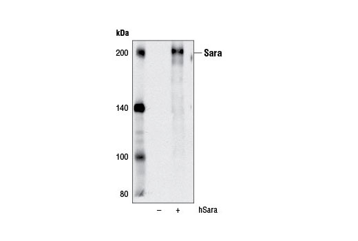 Western blot analysis of extracts from 293T cells, mock transfected (-) or transfected with a construct expressing full-length human Sara protein (hSara; +), using Sara (D5X4F) Rabbit mAb.