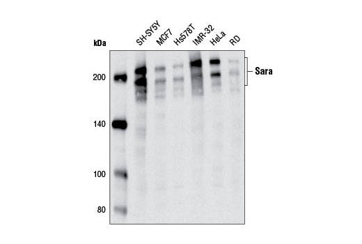 Western blot analysis of extracts from various cell lines using Sara (D5X4F) Rabbit mAb.