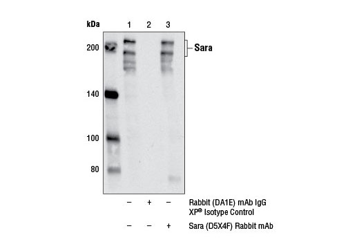 Immunoprecipitation of Sara from SH-SY5Y cells using Rabbit (DA1E) mAb IgG XP ® Isotype Control #3900 (lane 2) or Sara (D5X4F) Rabbit mAb (lane 3). Lane 1 represents 10% input. Western blot was performed using Sara (D5X4F) Rabbit mAb.