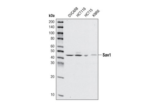 Western blot analysis of extracts from various cell types using Sav1 Antibody.