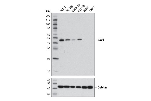Western blot analysis of extracts from various cell lines using SAV1 (D6M6X) Rabbit mAb (upper) and β-Actin (D6A8) Rabbit mAb #8457 (lower).