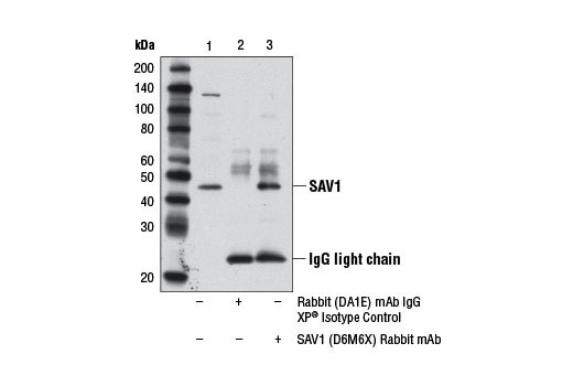 Immunoprecipitation of SAV1 protein from A-204 cell extracts using Rabbit (DA1E) mAb IgG XP ® Isotype Control #3900 (lane 2) or SAV1 (D6M6X) Rabbit mAb (lane 3). Lane 1 is 10% input. Western blot analysis was performed using SAV1 (D6M6X) Rabbit mAb.