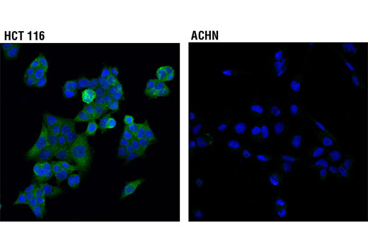 Confocal immunofluorescent analysis of HCT 116 (higher expressing, left) and ACHN (lower expressing, right) cells using SAV1 (D6M6X) Rabbit mAb (green). Blue pseudocolor = DRAQ5 ® #4084 (fluorescent DNA dye).