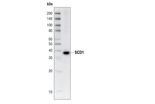 Western blot analysis of 3T3-L1 cell lysates, using SCD1 (M38) Antibody.