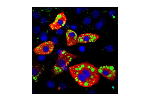 Confocal immunofluorescent analysis of 3T3-L1 cells, using SCD1 (M38) Antibody (red) showing cytoplasmic localization in differentiated cells. Lipid droplets have been labeled with BODIPY 493/503 (green). Blue pseudocolor = DRAQ5 ® #4084 (fluorescent DNA dye).