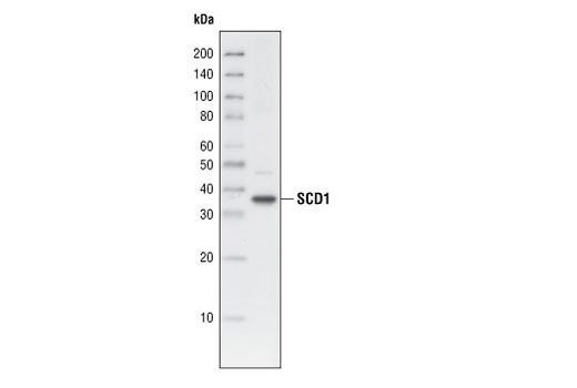 Western blot analysis of 3T3-L1 cell lysates, using SCD1 (R347) Antibody.