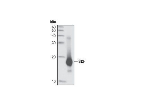 Western blot analysis of recombinant SCF (5 ng) using SCF (C19H6) Rabbit mAb.