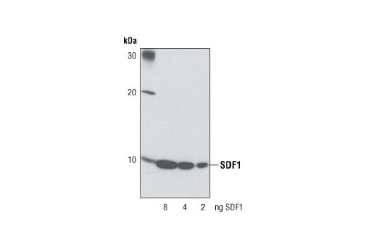 Western blot analysis of recombinant human SDF1 protein using SDF1 (D32F9) Rabbit mAb.