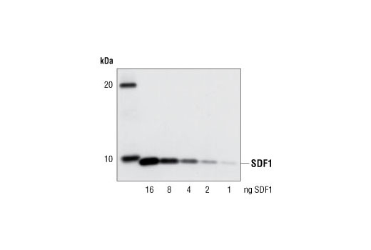 Western blot analysis of recombinant human SDF1 protein using SDF1 Antibody.