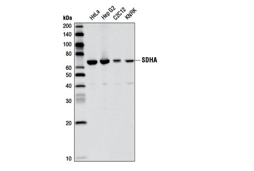 Western blot analysis of extracts from various cell lines using SDHA Antibody.