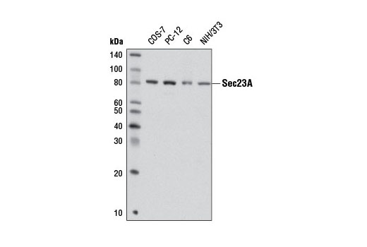 Western blot analysis of extracts from various cell lines using Sec23A Antibody.