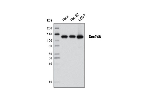 Western blot analysis of extracts from various cell lines using Sec24A Antibody.