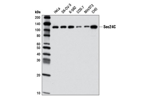 Western blot analysis of extracts from various cell lines using Sec24C Antibody.