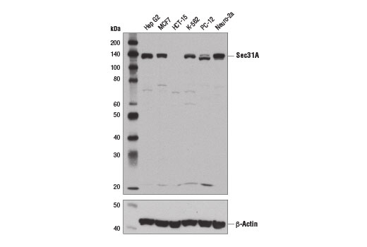 Western blot analysis of extracts from various cell lines using Sec31A (E1J5M) Rabbit mAb (upper) and β-Actin (D6A8) Rabbit mAb #8457 (lower).