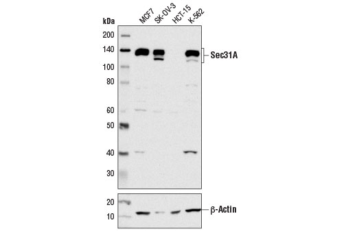 Western blot analysis of extracts from various cell lines using Sec31A (D1G7I) Rabbit mAb (upper) and β-Actin (D6A8) Rabbit mAb #8457 (lower).