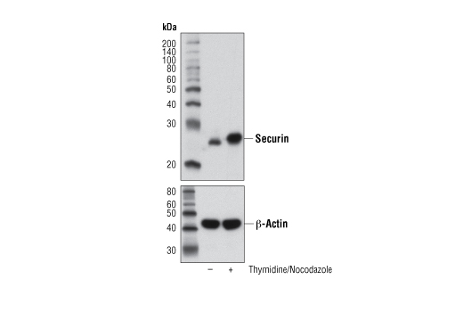 Western blot analysis of extracts from HT-29 cells, untreated (-) or treated with thymidine (2 mM, 16 hr) followed by Nocodazole #2190 (10 nM, 24 hr; +), using Securin (D2B6O) Rabbit mAb (upper) or β-Actin (D6A8) Rabbit mAb #8457 (lower).