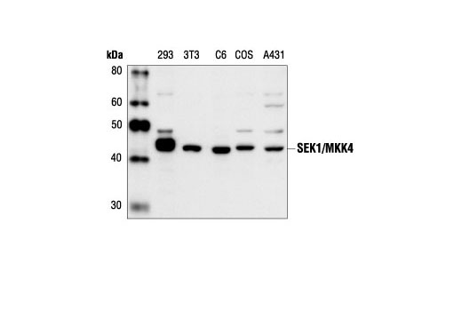 Western blot analysis of extracts from HEK293, NIH/3T3, C6, COS and A431 cells, using SEK1/MKK4 Antibody.