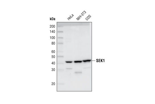 Western blot analysis of extracts from HeLa, NIH/3T3 and COS cells, using SEK1 (5C10) Rabbit mAb.