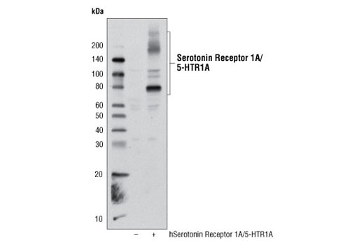 Western blot analysis of extracts from 293T cells, mock transfected (-) or transfected with human Serotonin Receptor 1A/5-HTR1A (+), using 5-HTR1A Antibody.