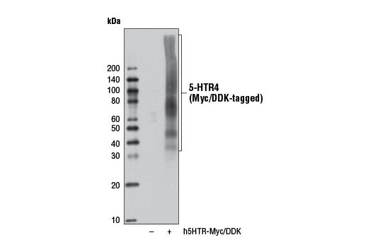 Western blot analysis of extracts from 293T cells, mock transfected (-) or transfected with a construct expressing Myc/DDK-tagged full-length human 5-HTR4 (h5-HTR4-Myc/DDK; +), using 5-HTR4 (D8O5K) Rabbit mAb.