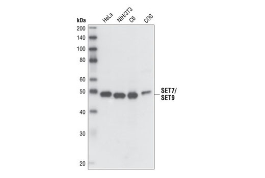 Western blot analysis of cell lysates from HeLa, NIH/3T3, C6 and COS cells using SET7/SET9 Antibody.