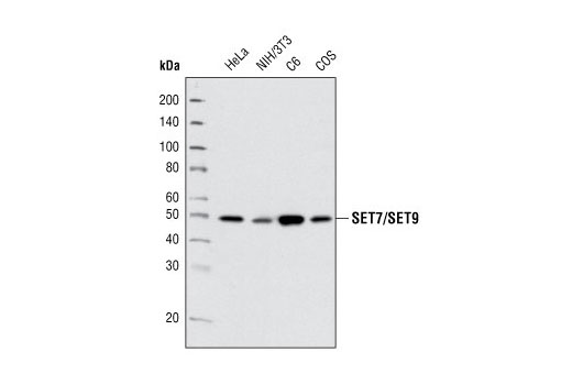 Western blot analysis of extracts from various cell lines using SET7/SET9 (C24B1) Rabbit mAb.