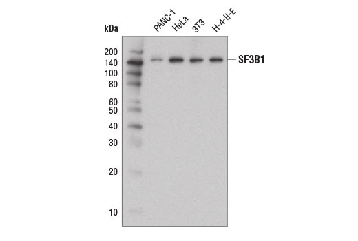 Western blot analysis of extracts from various cell lines using SF3B1 (D7L5T) Rabbit mAb.