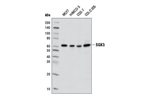 Western blot analysis of extracts from various cell lines using SGK3 (D18D1) Rabbit mAb.