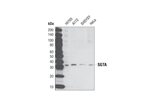 Western blot analysis of extracts from various cell lines using SGTA Antibody.