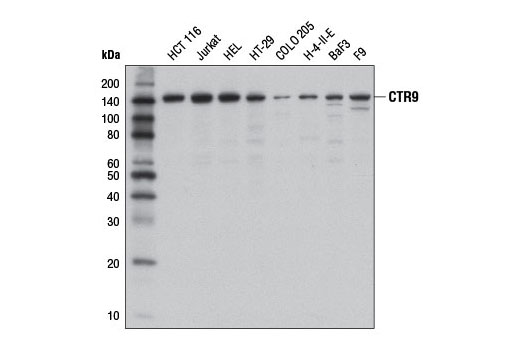 Western blot analysis of extracts from various cell lines using CTR9 (D1Z4F) Rabbit mAb.