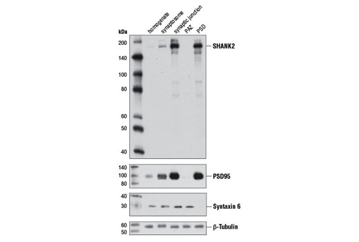 Western blot analysis of extracts from the indicated rat brain synaptic fractions using SHANK2 Antibody. Separation of the different synaptic fractions was confirmed using PSD95 (D27E11) XP ® Rabbit mAb #3450 and Syntaxin 6 (C34B2) Rabbit mAb #2869. Equal loading of each fraction was assessed using β-Tubulin (9F3) Rabbit mAb #2128. Fractionation of the different synaptic compartments was carried out as described by Phillips, G.R. et al. (2001) Neuron 32, 63-77. PAZ, Pre-synaptic active zone.