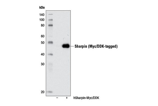 Western blot analysis of extracts from 293T cells, mock transfected (-) or transfected with a construct expressing Myc/DDK-tagged full-length human Sharpin (hSharpin-Myc/DDK; +), using Sharpin (D4P5B) Rabbit mAb.