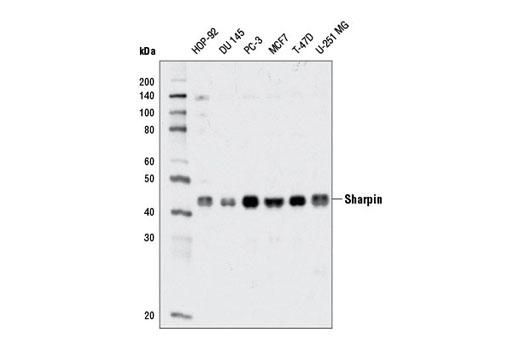 Western blot analysis of extracts from various cell lines using Sharpin (D4P5B) Rabbit mAb.
