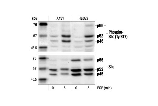 Western blot analysis of extracts from A431 and HepG2 cells, untreated or EGF-treated (100 ng/ml) after 24 hours of serum-starvation, using Phospho-Shc (Tyr317) Antibody (upper) or Shc antibody (lower).