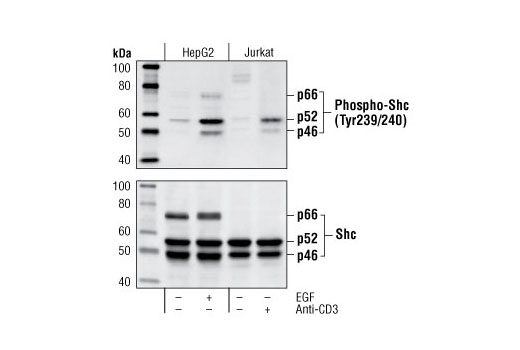 Western blot analysis of extracts from HepG2 cells, untreated or EGF-treated (100 ng/ml) 18 hours of serum-starvation, and Jurkat cells, untreated or treated with anti-CD3 antibody (1 µg/ml for 10 minutes), using Phospho-Shc (Tyr239/240) Antibody (upper) or Shc antibody #2432 (lower).