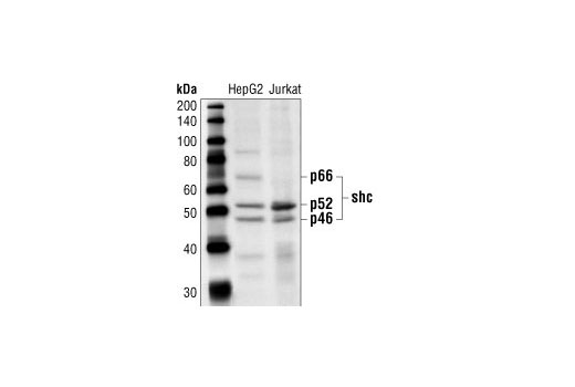 Western blot analysis of extracts from HepG2 and Jurkat cells, using Shc Antibody.