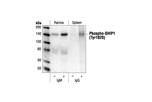 Western blot analysis of extracts from Ramos cells (human), untreated or IgM-treated (12 µg/ml for 2 minutes) and mouse spleenocytes, untreated or IgG-treated (30 µg/ml), using Phospho-SHIP1 (Tyr1020) Antibody.
