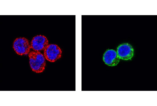 Confocal immunofluorescent analysis of THP-1 (left) and Jurkat cells (right), using SHIP1 (P290) Antibody (red) and CD3 Antibody (green). Blue pseudocolor = DRAQ5 ® #4084 (fluorescent DNA dye).