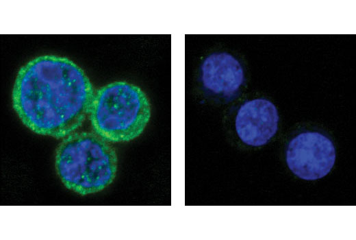 Confocal immunofluorescent analysis of RL (left) and Jurkat cells (right) using SHIP1 (C40G9) Rabbit mAb (green). Blue pseudocolor = DRAQ5 ® #4084 (fluorescent DNA dye).