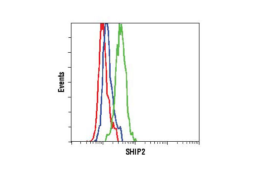 Flow cytometric analysis of K-562 cells, untreated (green) or λ phosphatase-treated (blue), using Phospho-SHIP2 (Tyr1135) (D33C6) XP ® Rabbit mAb, compared to Rabbit (DA1E) mAb IgG XP ® Isotype Control #3900 (red).
