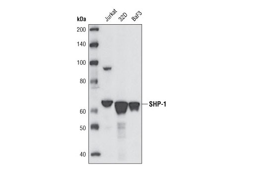 Western blot analysis of extracts from Jurkat, 32D and BaF3 cells using SHP-1 (C14H6) Rabbit mAb.