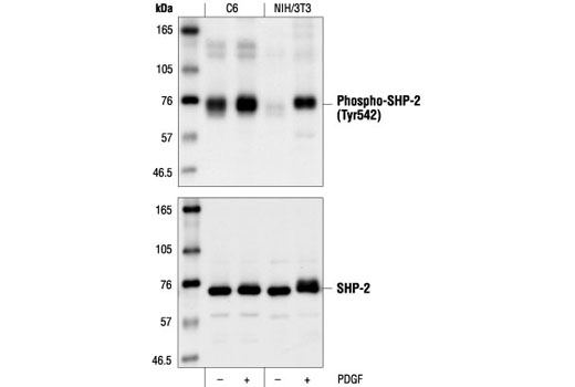 Western blot analysis of extracts from C6 and NIH/3T3 cells, starved for 18 hours and either untreated or PDGF-treated (50ng/ml, 20 minutes), using Phospho-SHP-2 (Tyr542) Antibody (upper) or control SHP-2 Antibody #3752 (lower).